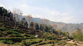 Bara Mangwa, Darjeeling
