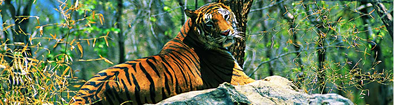 Buxa Tiger Reserve, Dooars