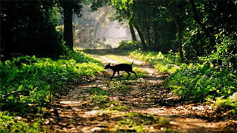 Chilapata, Dooars