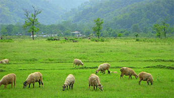 Mongpong, Dooars