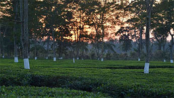 Raimatang, Dooars